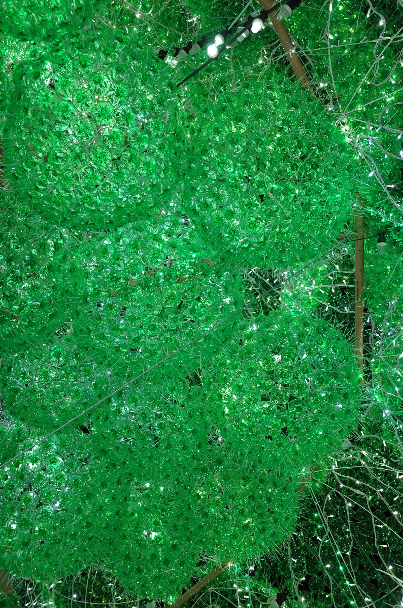 Smaragdinė eglė 9