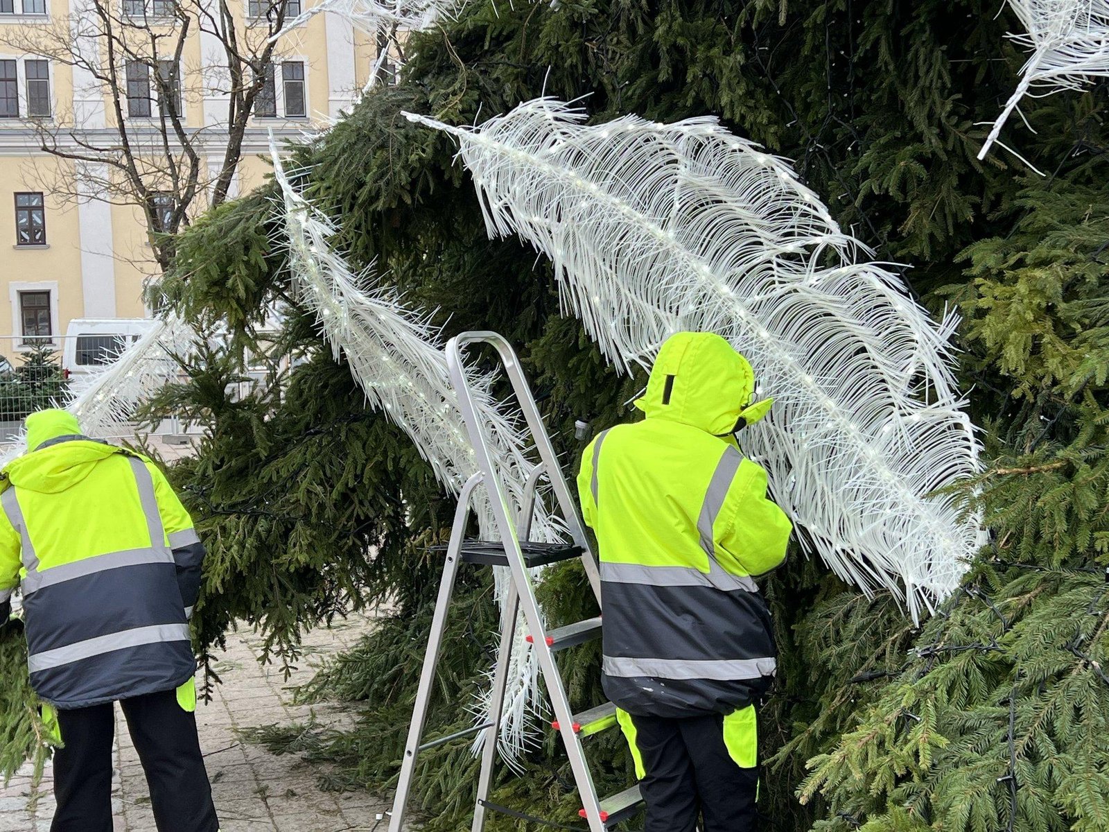 Paaiškėjo kauno eglės paslaptis šiemet čia pasidarbavo virš miesto praskridęs angelas 1